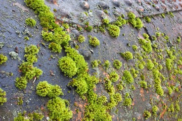 moss grows on the metal surface