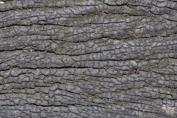 Surface of wood