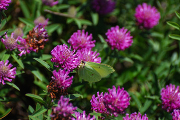 Gonepteryx rhamni, Brimstone butterfly  in natural habitat 