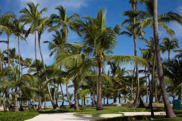 Naklejka na ściany i meble Sidewalk surrounded from palm trees in the caribbean