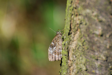 Kirinia roxelana, Lattice Brown butterfly on old tree