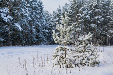 Tree covered snow in winter forest