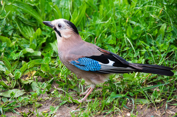 View of a bird
