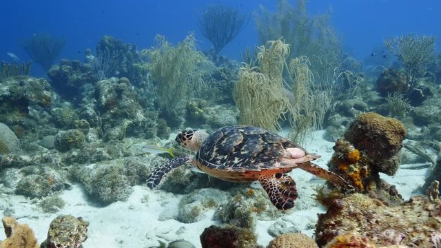 Hawksbill Sea Turtle swim in shallow water of the coral reef in the Caribbean Sea at scuba dive around Curacao /Netherlands Antilles