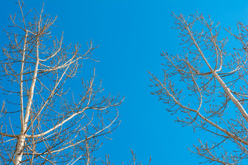 Silhouettes of bare trees against blue sky