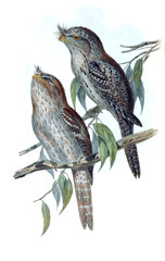 Illustration of bird. 