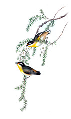 Illustration of bird. 