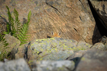 Wild fox