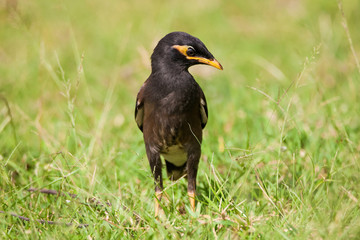 Indian Myna (Acridotheres tristis) bird standing in grass