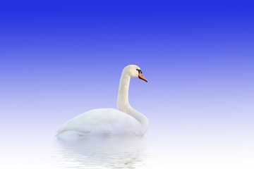 Naklejka na ściany i meble Swan on white-blue surface.