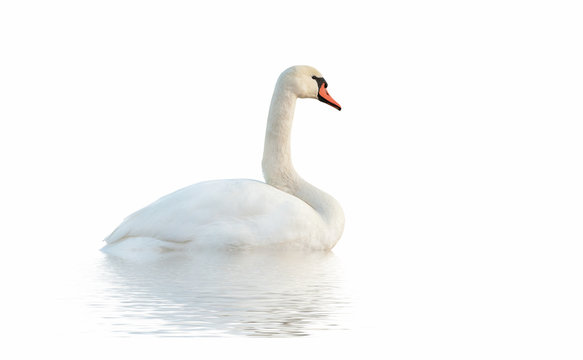 Swan on white surface.