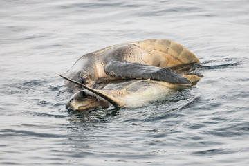 Sea turtles (Chelonioidea) breeding at sea