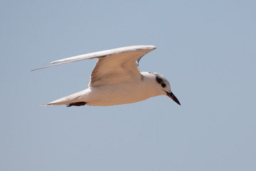 Close up image of seagull in flight