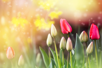 Beautiful spring tulips on colorful background