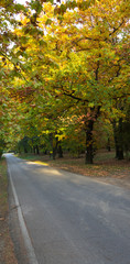 Naklejka premium Asphalt road through the forest. Trees along the road