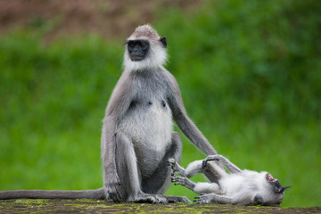 Tufted gray langur, Semnopithecus priam, Sri Lanka