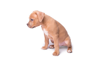 American staffordshire terrier isolated on white