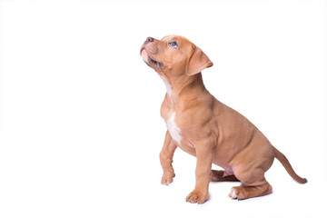 American staffordshire terrier isolated on white