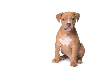 American staffordshire terrier isolated on white