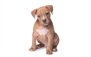 American staffordshire terrier isolated on white