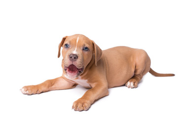 Obraz premium American staffordshire terrier isolated on white