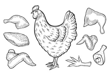 vector chicken and cutted meat