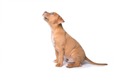 American staffordshire terrier isolated on white