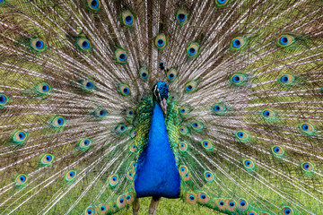 Male peacock displaying full plumage
