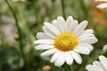 Fototapeta premium White daisy flowers for background