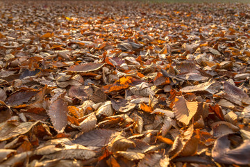 秋の風景　低い視点から見る地面の落ち葉１