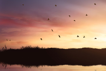 Silhouette of birds flock flying