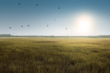 Flying birds above green grass field