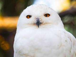 White owl