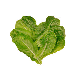 Obraz premium Fresh salad leaves as heart isolated on white background. Healthy dieting spring food.
