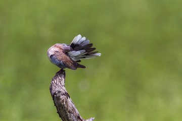 Laughing Dove in Kruger National park, South Africa