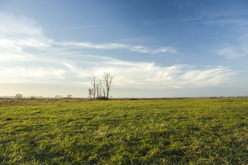 Fototapeta na wymiar Dead trees on a large meadow