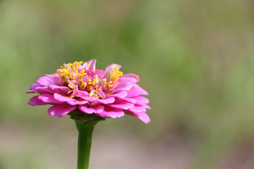 Pink flower of a zinnia against a background of green grass in a garden