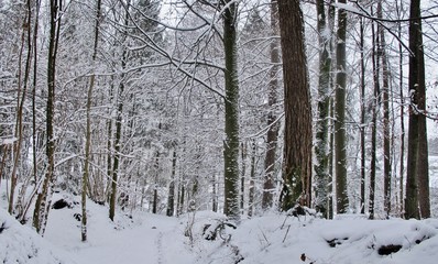 Verschneiter Wald
