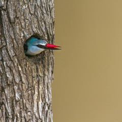 Woodland kingfisher in Kruger National park, South Africa