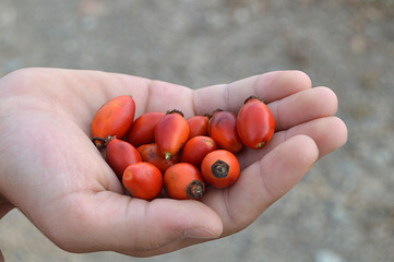 a handful of rosehip plants, rosehip collect,
