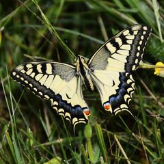 swallowtail butterfly