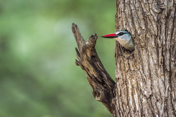 Woodland kingfisher in Kruger National park, South Africa