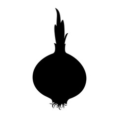 Onion bulb ( Allium ), shade picture