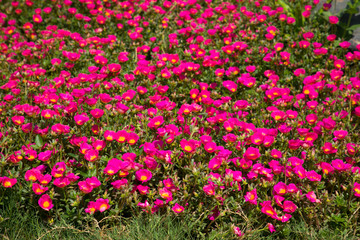 Fototapeta premium Close up background flower Portulaca oleracea pink purple blooming beautiful.