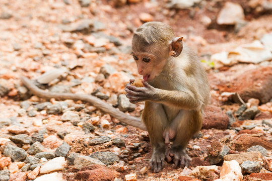 Toque macaque monkey, Macaca sinica, Sri Lanka