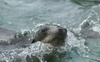 Obraz premium otters