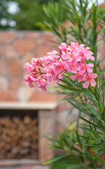 Pink oleander in the garden