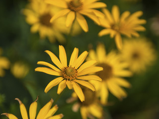 Spring background with beautiful yellow flowers in the garden