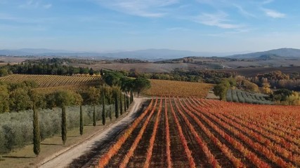Vigna in autunno