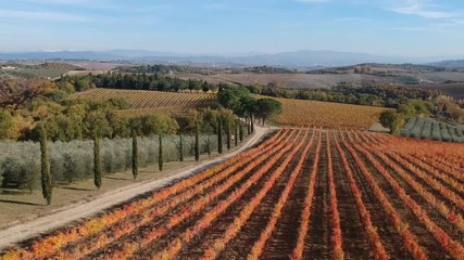 Vigna in autunno
